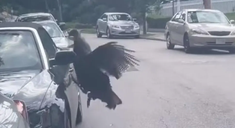 Као у хорор филму: Ћурка напала аутомобил