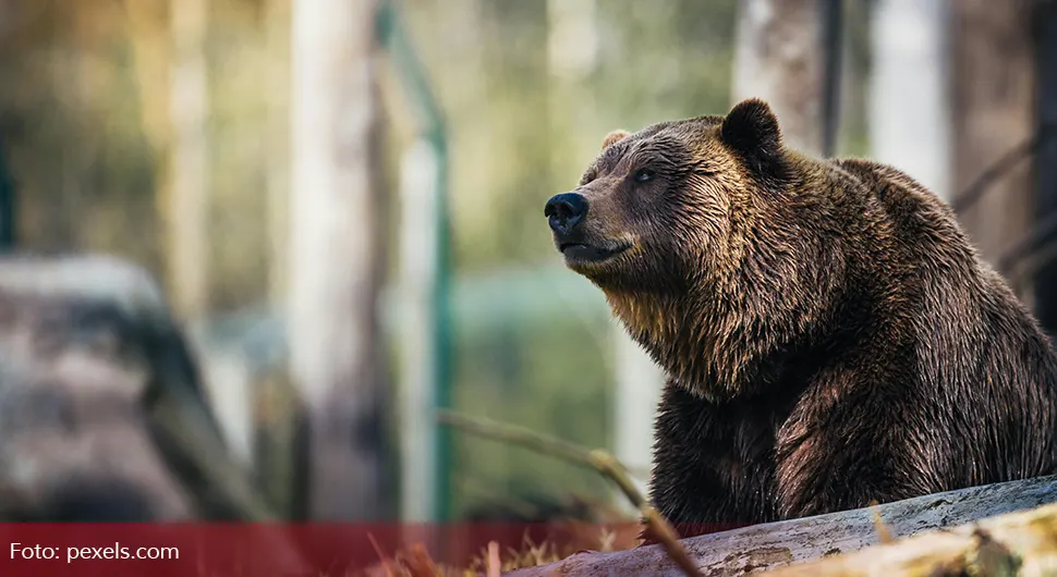 Медвједи побјегли из парка и за сат времена појели залихе меда за цијелу недјељу