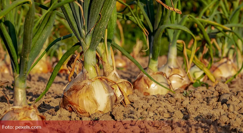 Како помоћи биљкама за вријеме великих врућина