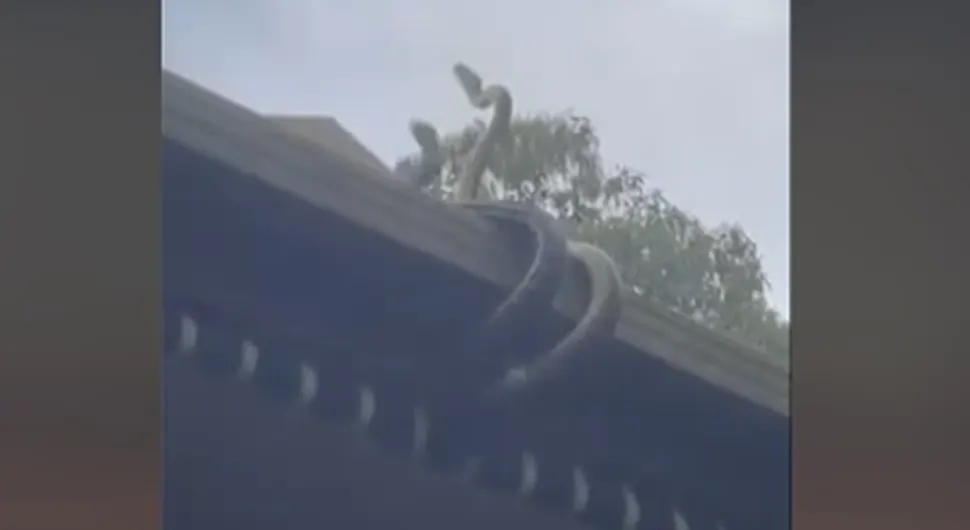 Питони "ухваћени" у борби на живот и смрт