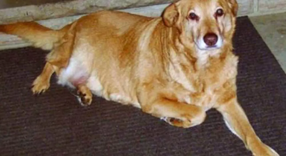 Дена - Пас који је пронашао породицу послије операције “Олуја“ након 139 дана и 500 пређених километара