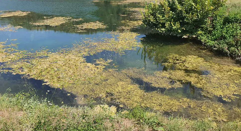 Алге у инфилтрационим базенима, бањалучки "Водовод" их није очистио