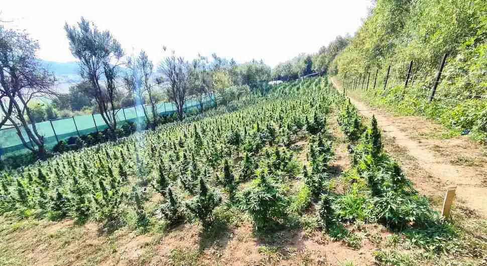 Код Бихаћа пронађена плантажа са 3.000 стабљика марихуане