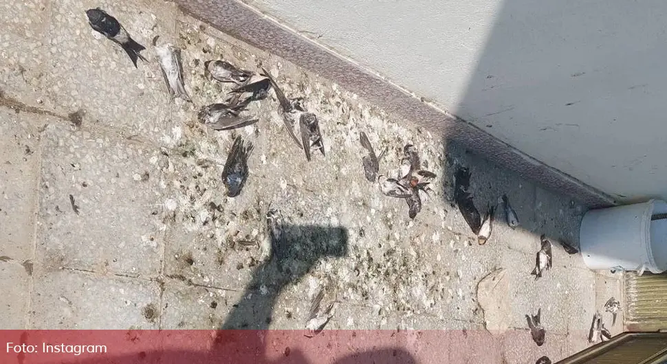 Масовни помор ластавица у Војводини