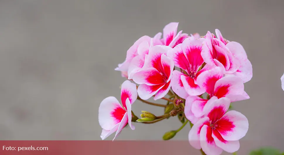 Како припремити мушкатле за зиму?