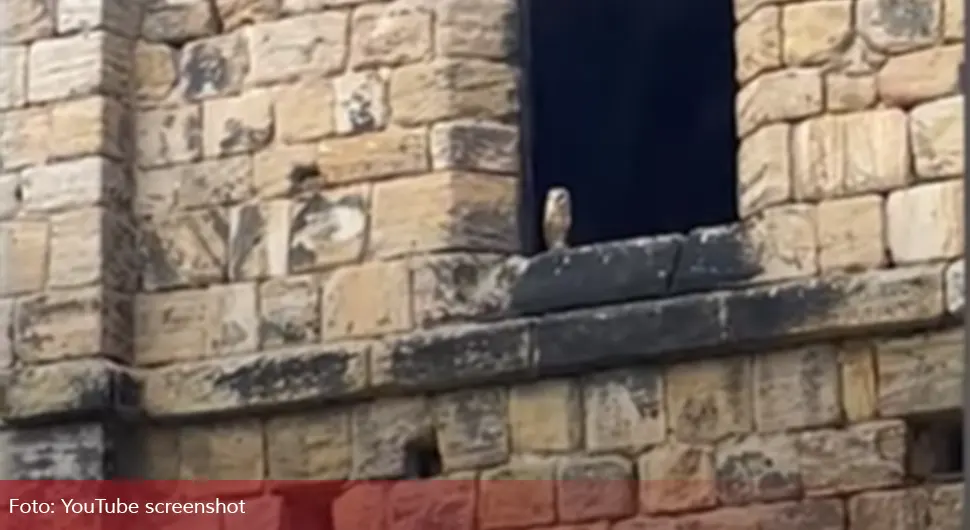 Сова однијела бурме младенцима, побјегла у замак и ту остала читавих седам сати