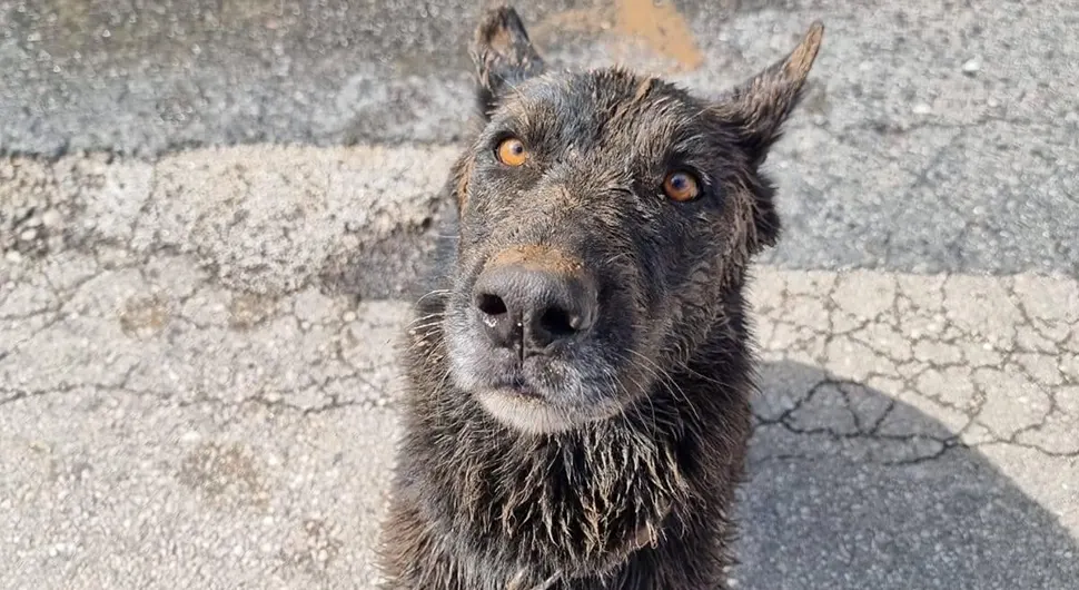 Зара - Херој који у Јабланици спасава и трага за несталима