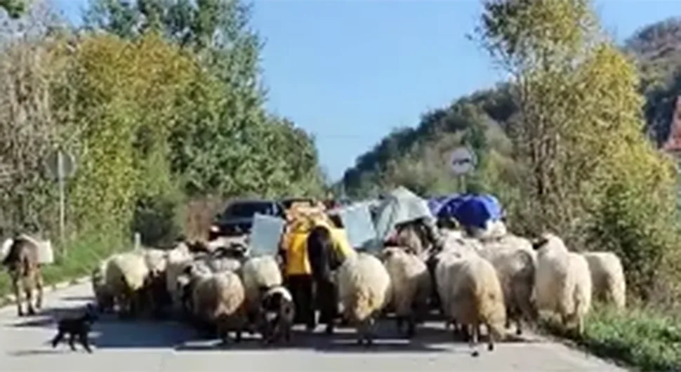 Овце ''зауставиле'' саобраћај на Мањачи
