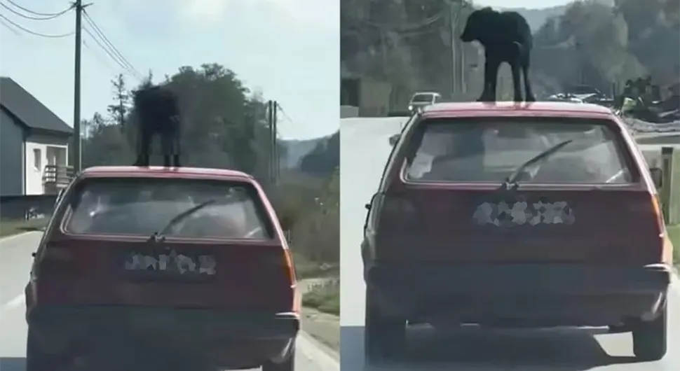 Само у БиХ: Возио пса на крову голфа