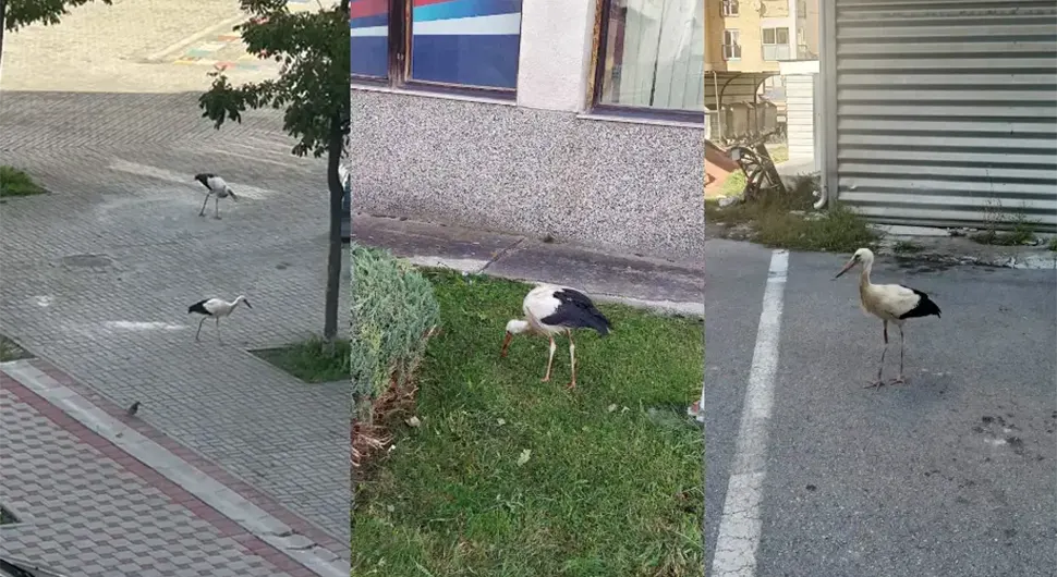 Необичан и диван призор: Птице селице не желе да оду из Пала