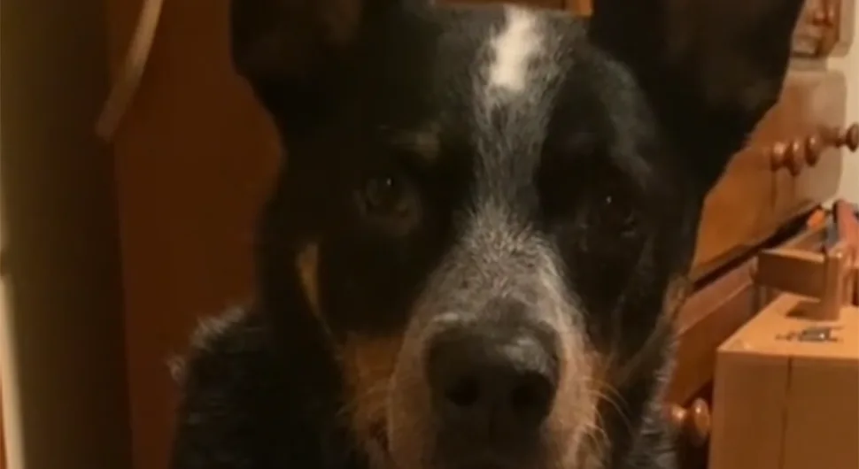 Пас пронашао напуштене мачиће па не жели да се одвоји од њих