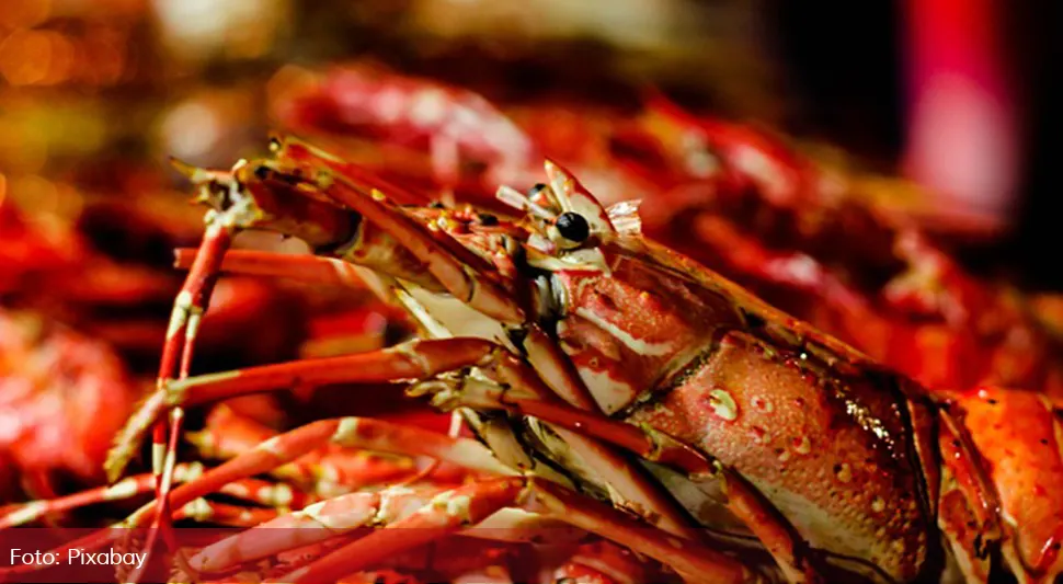 Укида се велика препрека у трговини двије земље: Кина повлачи забрану увоза аустралијских јастога