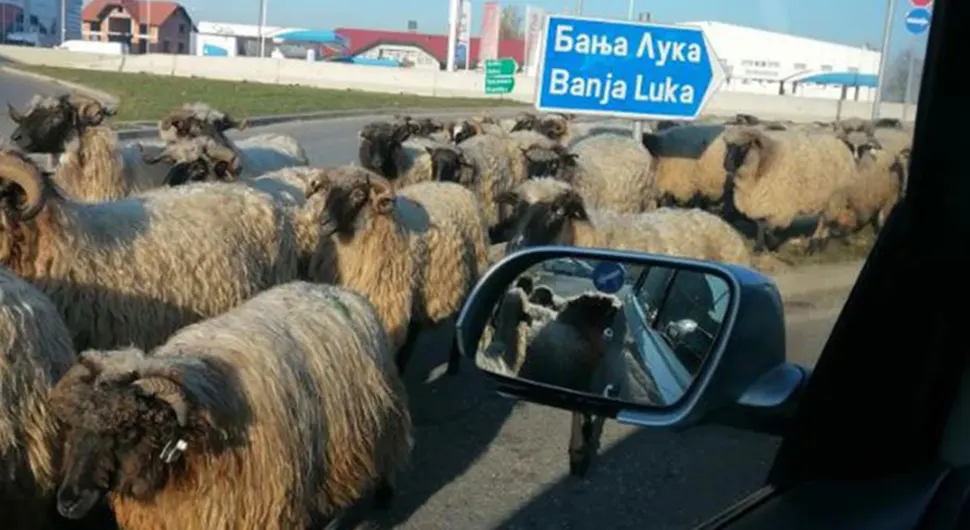 Овце блокирале саобраћај у кружном току