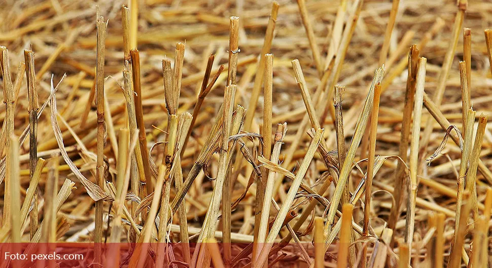 Данас се износи божићна слама из куће: Ево гдје је према обичају треба однијети