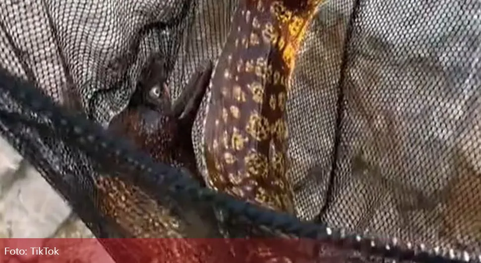 Познати Црногорац уловио опасну и ријетку звијер код Будве