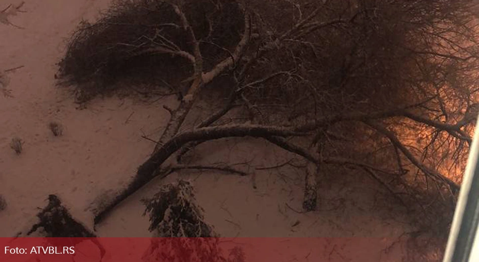 Још једно дрво пало у Бањалуци: Изваљено из коријена пало на аута