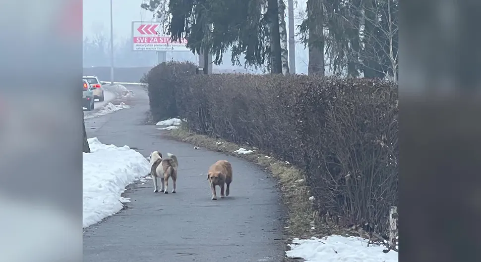 Алармантно стање - свакодневни напади паса луталица