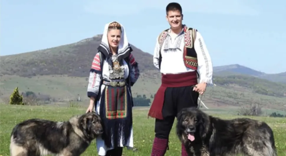 Специјализована изложба шарпланинаца у Бањалуци