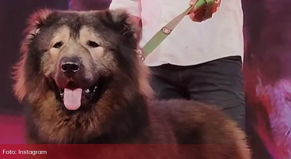 Најскупљи пас на свијету продат за 5,3 милиона евра