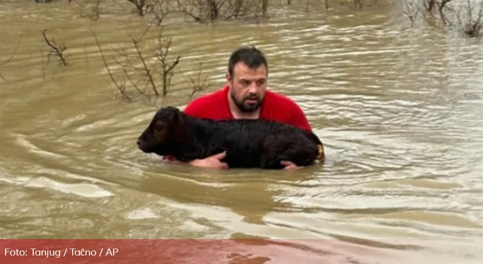 Мушкарац скочио у ледену воду да спаси теле које се давило