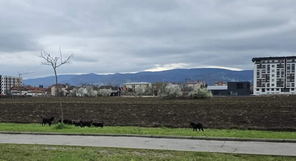 Чопор паса у Лазареву