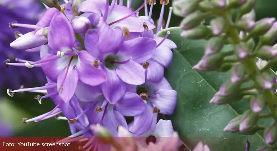 Биљка која чисти плућа и крвне судове цвјета ових дана