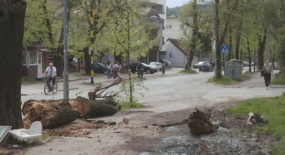 Велико стабло пало на улицу у Бањалуци