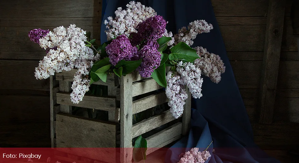 Ово цвијеће сутра обавезно унесите у кућу