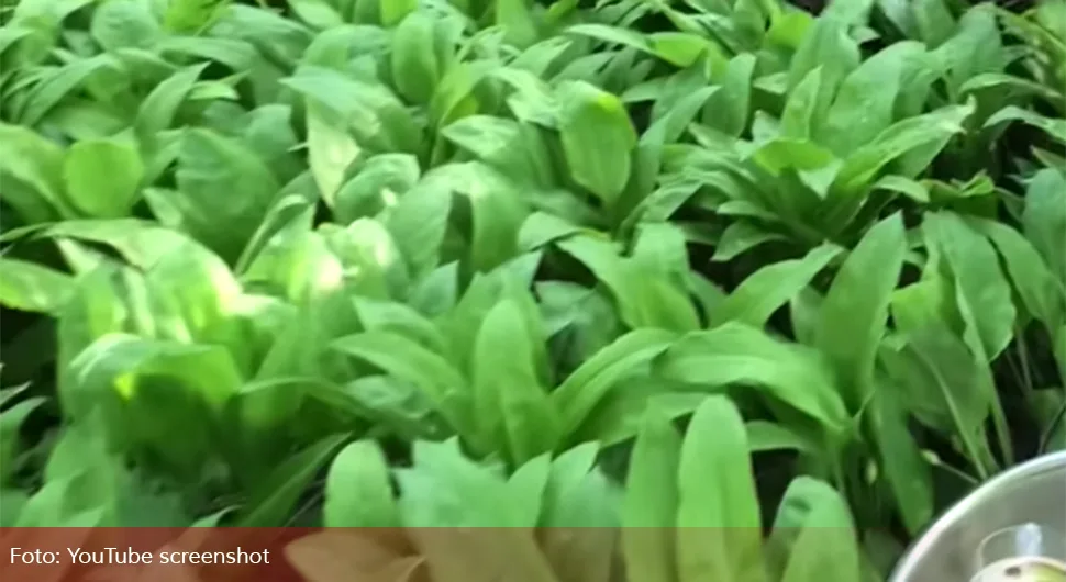 Почела сезона брања сријемоша - ево зашто је ова биљка јако љековита