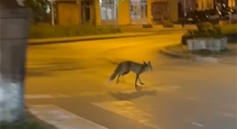 Лисица прошетала центром Бањалуке