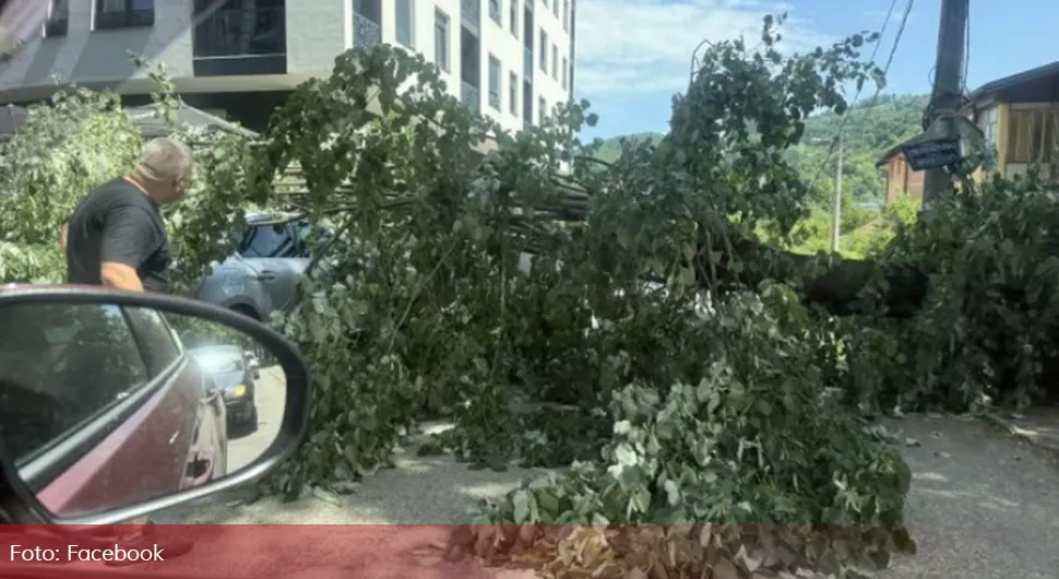 Срушило се дрво у Бањалуци, оштетило аутомобиле