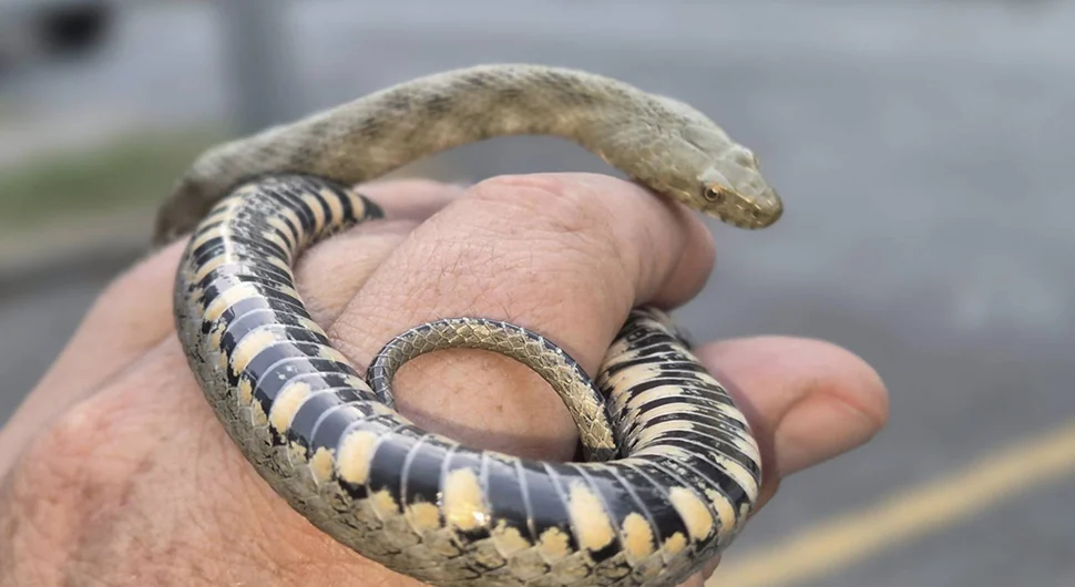 Змија направила драму у хотелу усред града