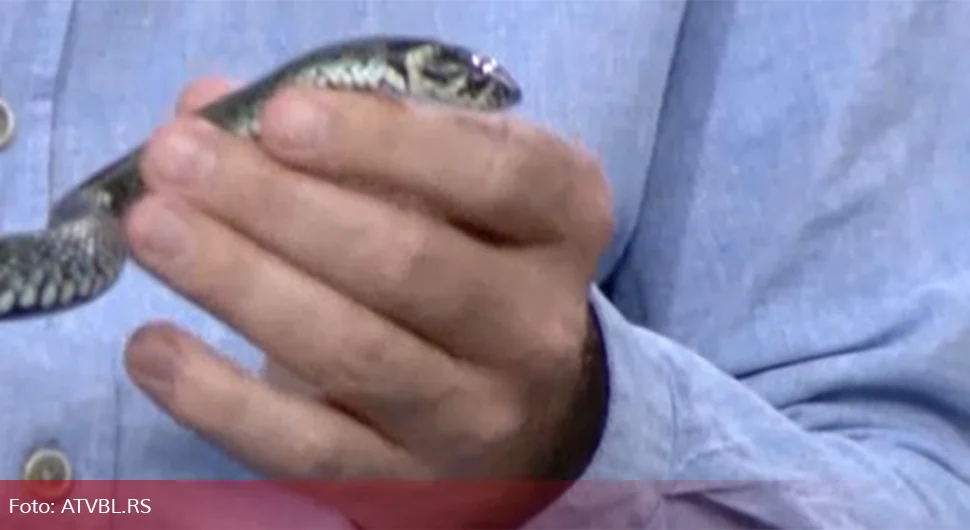 Ухваћена змија у дворишту основне школе