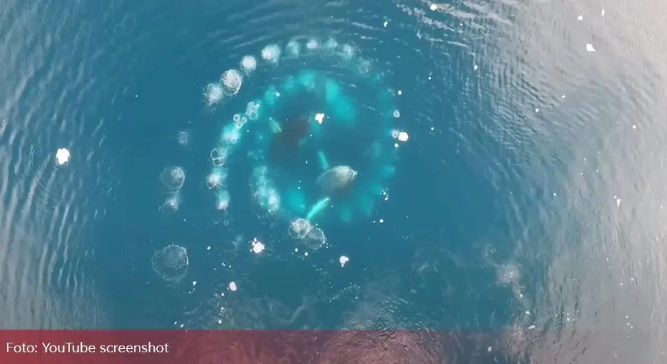 Ако примјетите ову појаву на површини мора, пливајте што даље можете