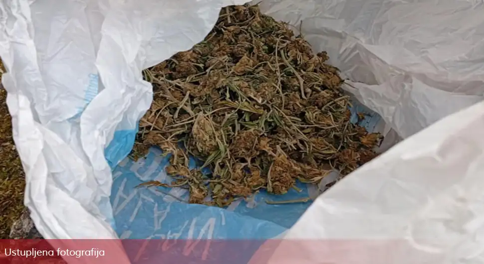 Акција добојске полиције: Пронађена плантажа конопље, двоје ухапшених