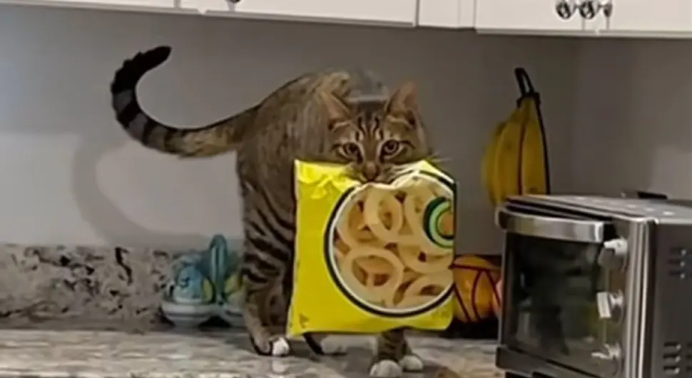 Мačka