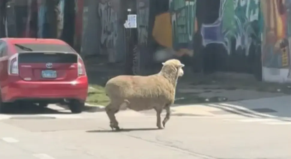 Овца