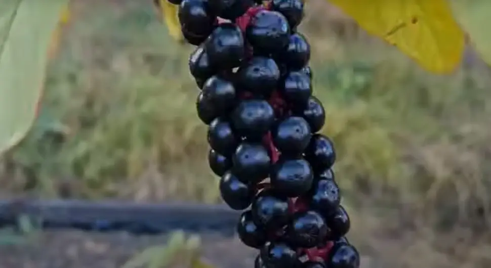 Vinobojka, otrovna biljka