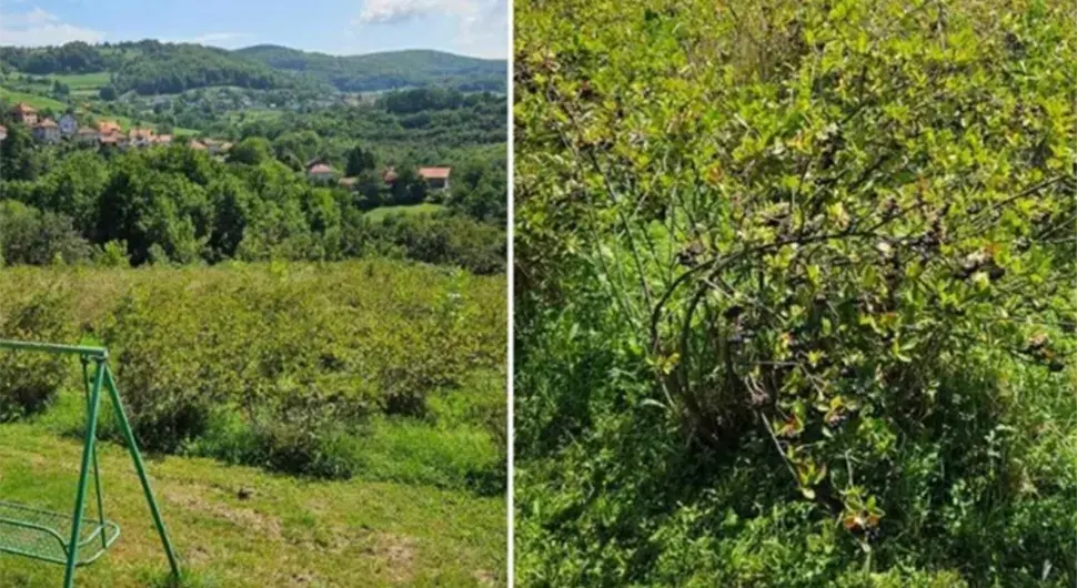 Власник плантаже у БиХ даје аронију бесплатно: Нека народ дође и бере