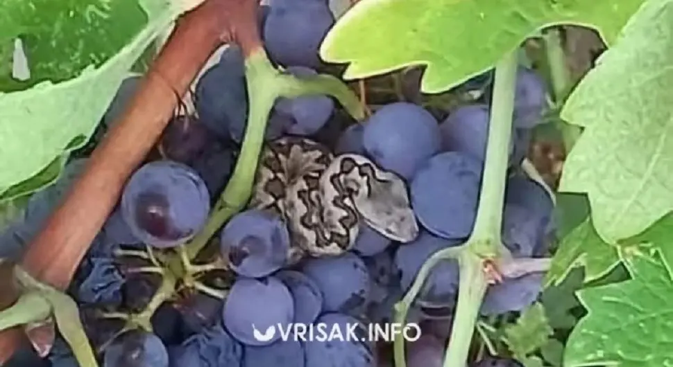 Берач грожђа у БиХ налетио на поскока