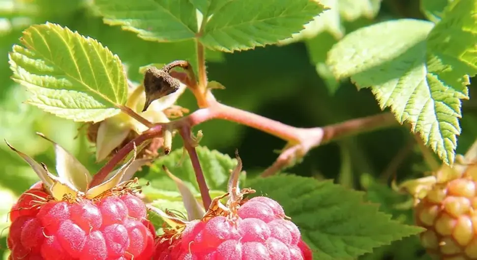 maline