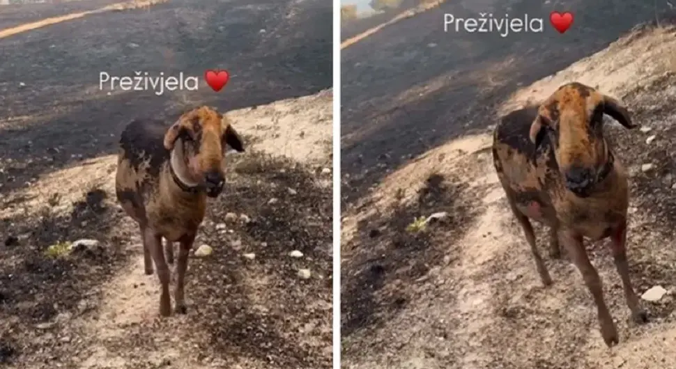 Она је симбол ужаса у Црној Гори