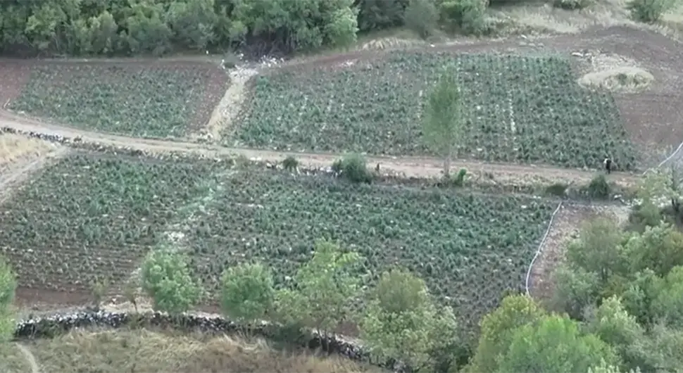 Откривена највећа плантажа марихуане у Црној Гори, ухапшене двије особе