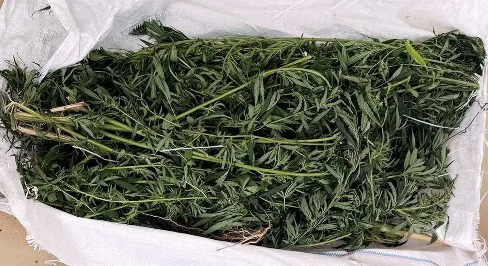 Марихуана Дрога