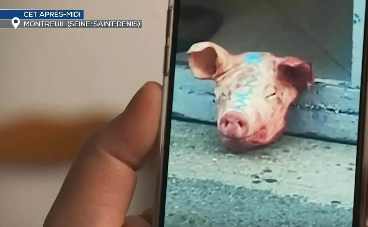 свињска глава