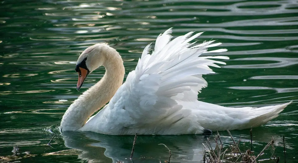 Птичји грип потврђен код лабуда у Словенији