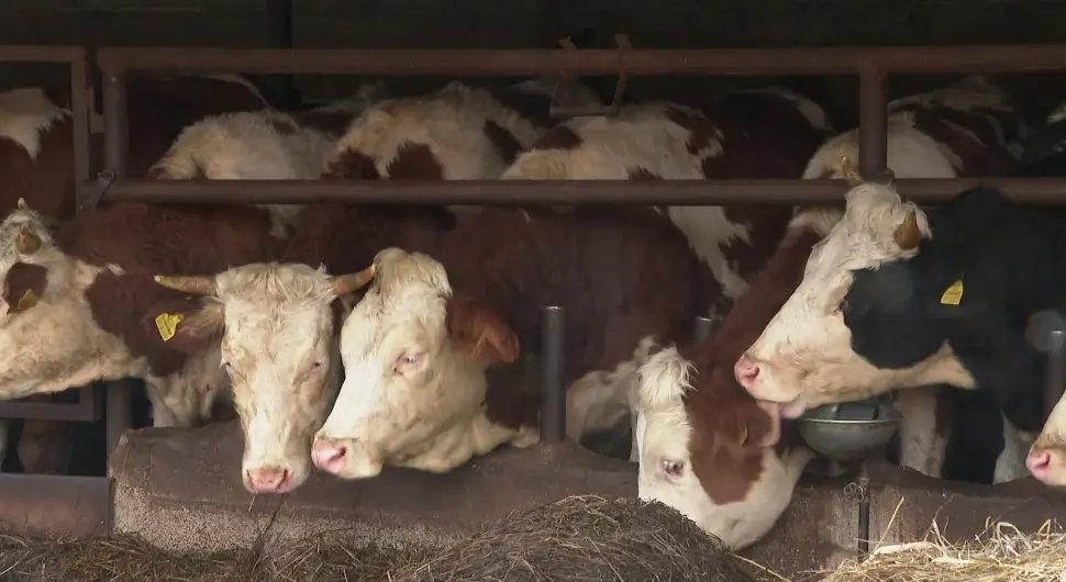 Верићи код Бањалуке: "Ничије" краве начиниле огромне штете, мјештани хоће да се селе