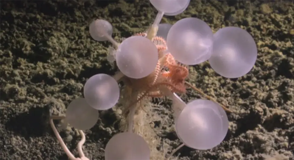 Кугла смрти