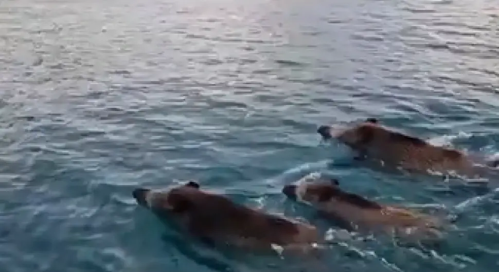 Крдо дивљих свиња запливало у Јадранском мору