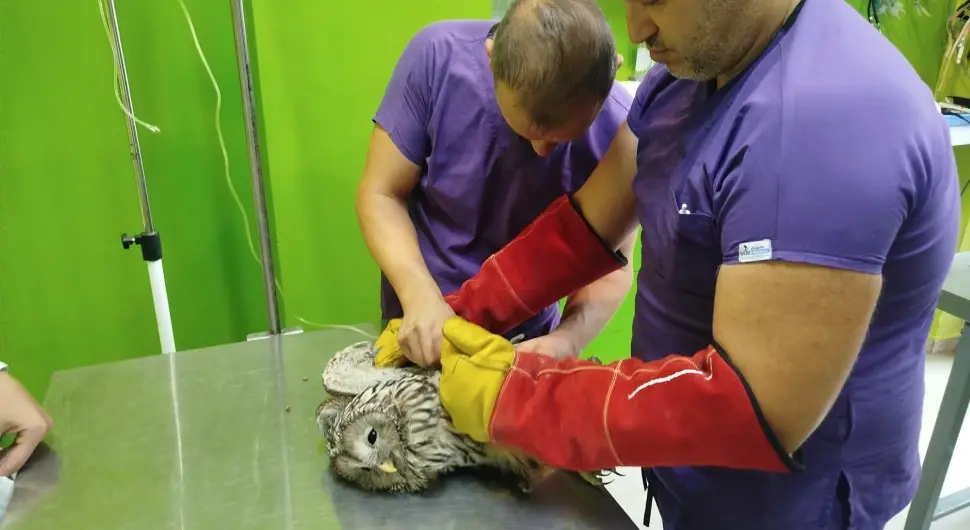 Сова коју су напале вране није угинула, спасили је ветеринари